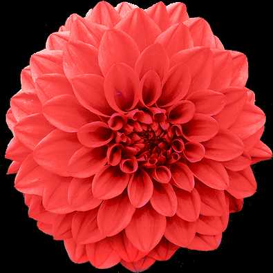 Chrysanthemum 