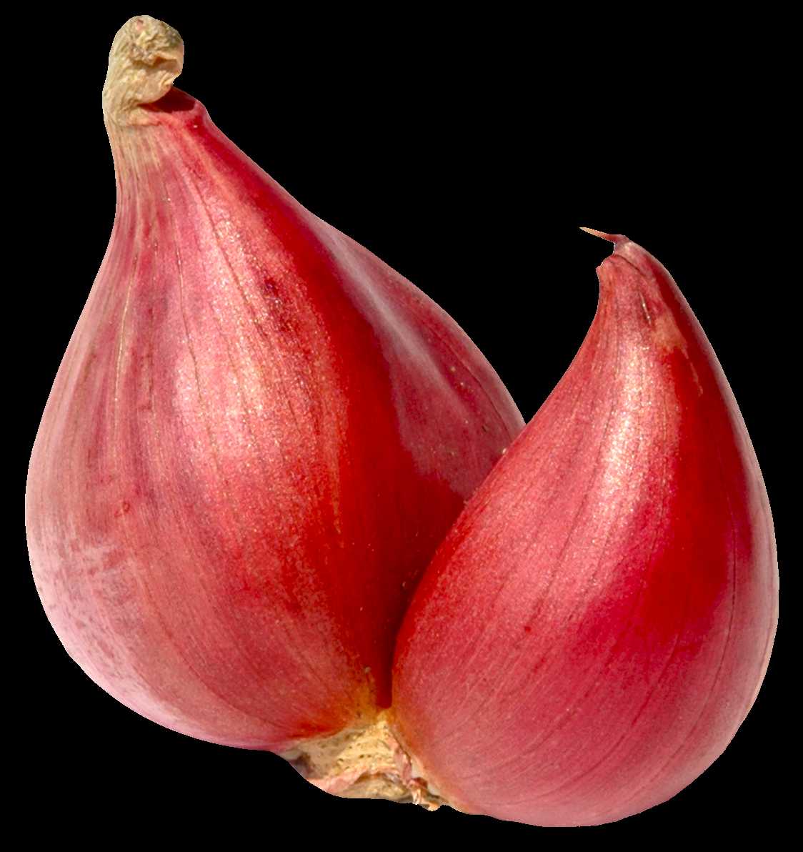 Shallot