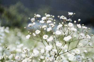 Gypsophila 