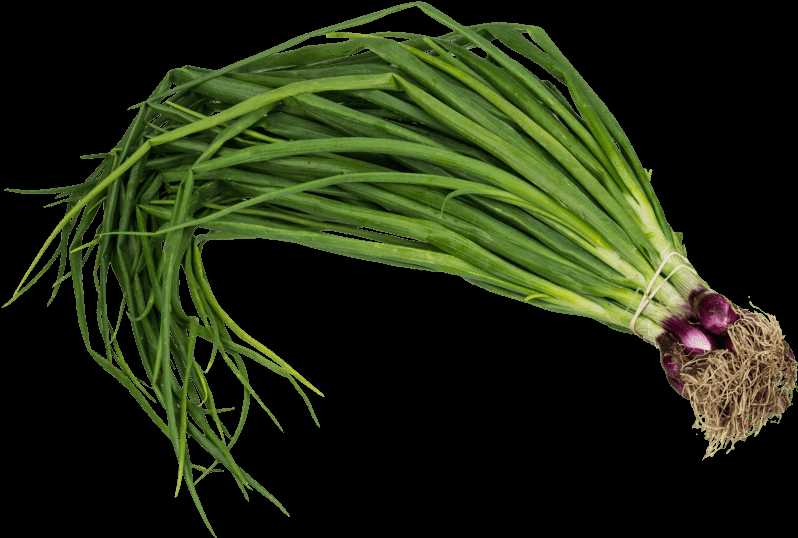 Spring Onion