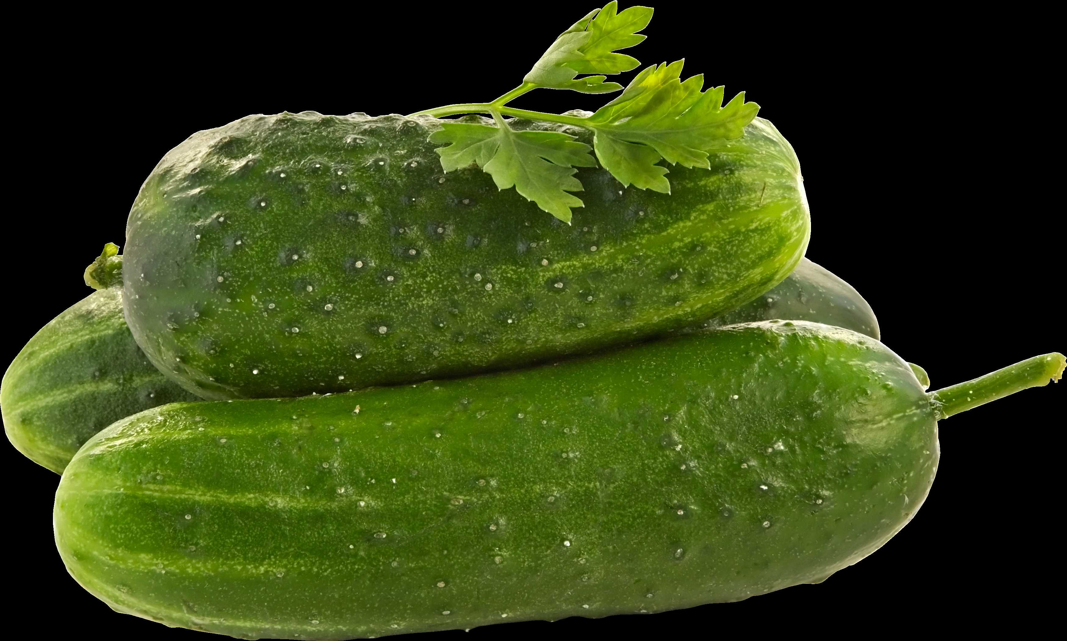 Cucumber