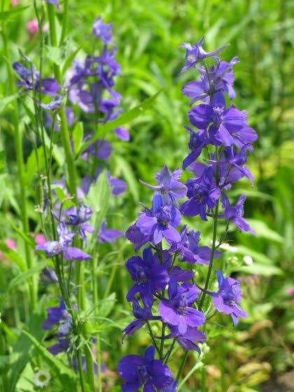 Delphinium