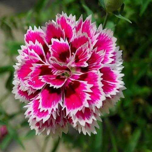 Dianthus