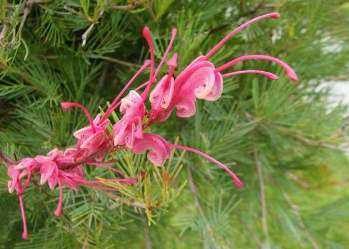 Grevillea