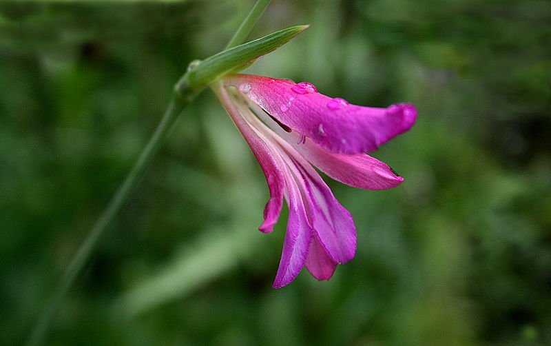 Gladiola