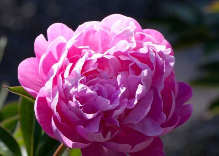 Peony