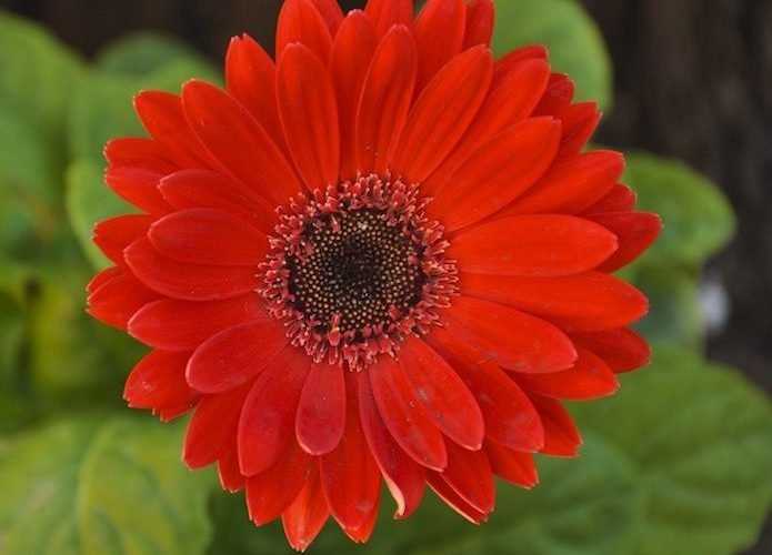 Gerbera