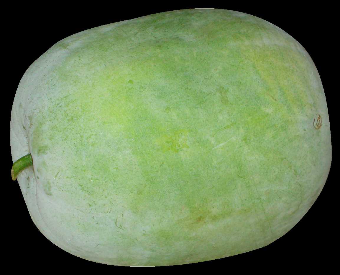 Ash Gourd