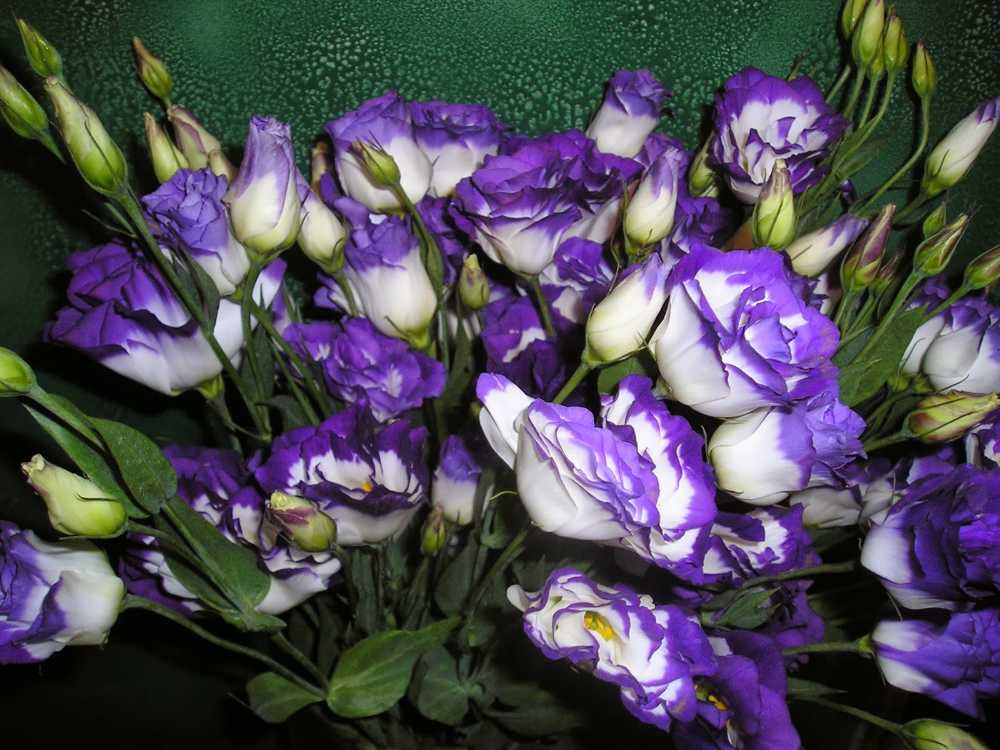 Lisianthus