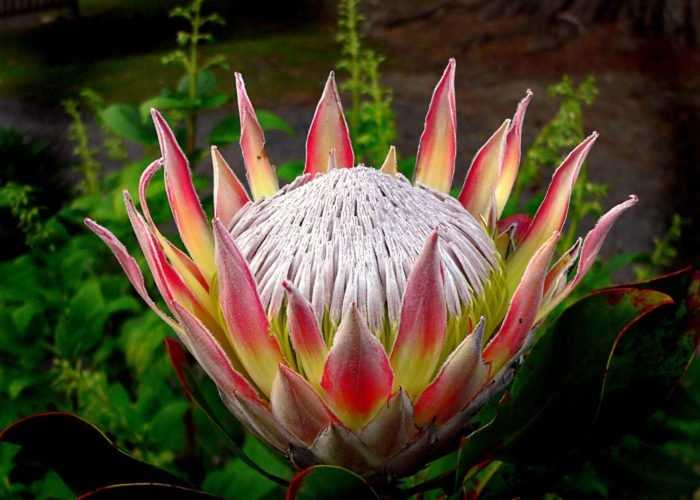 Protea