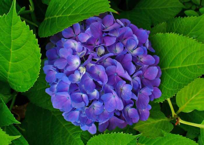 Hydrangea