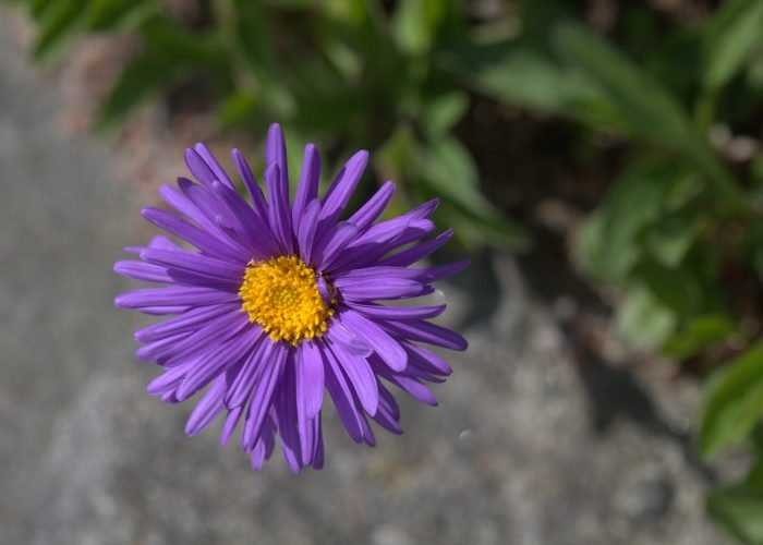 Aster