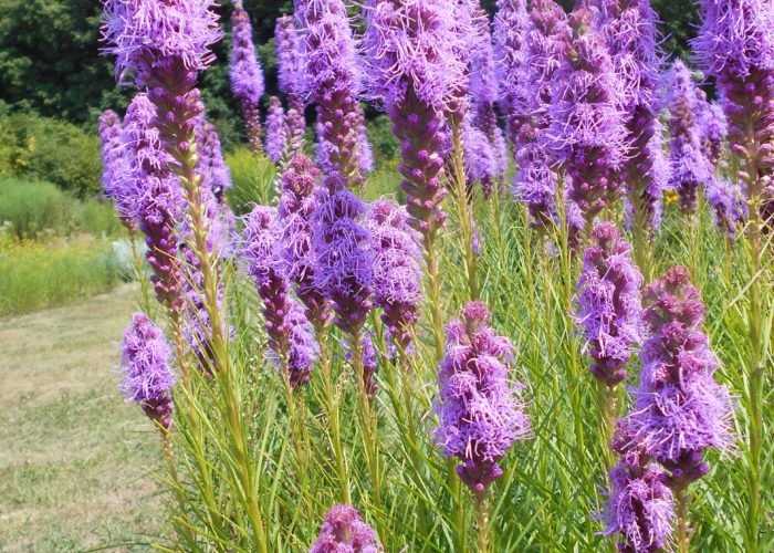 Liatris