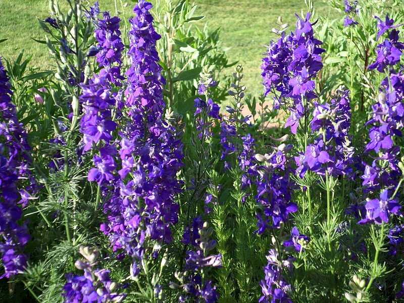 larkspur