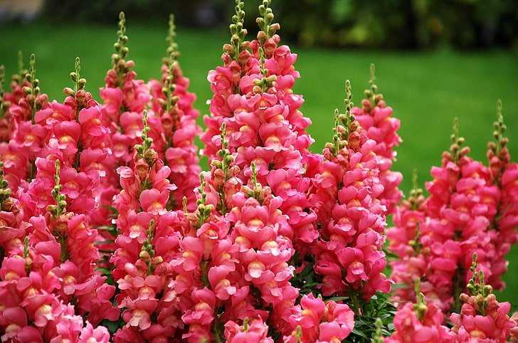 Snapdragon