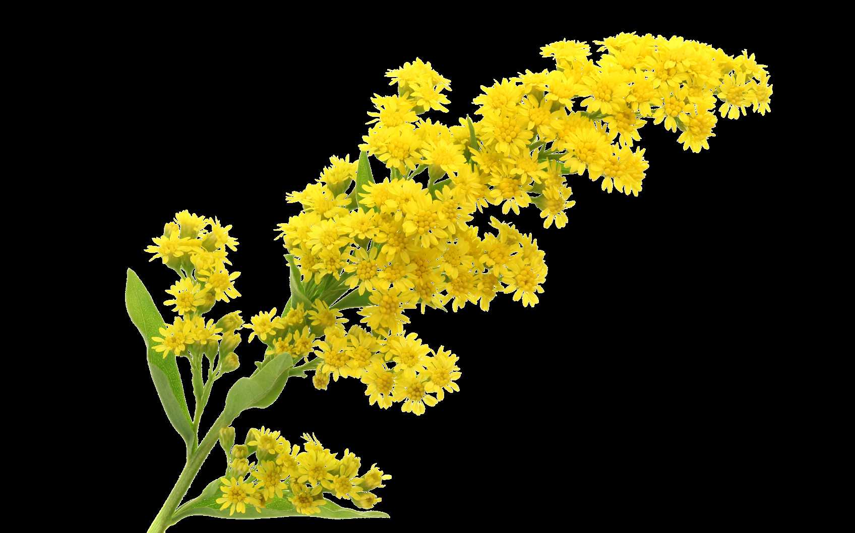 solidago