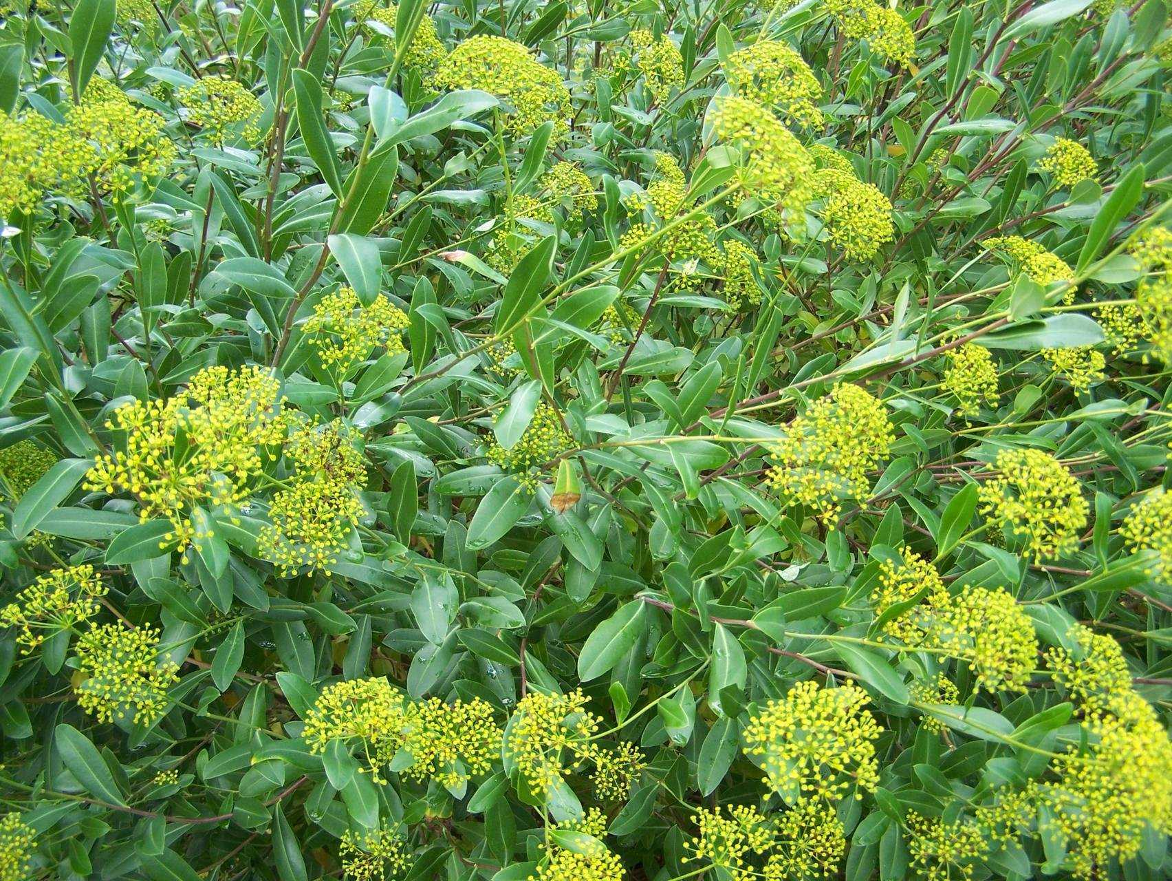 Bupleurum