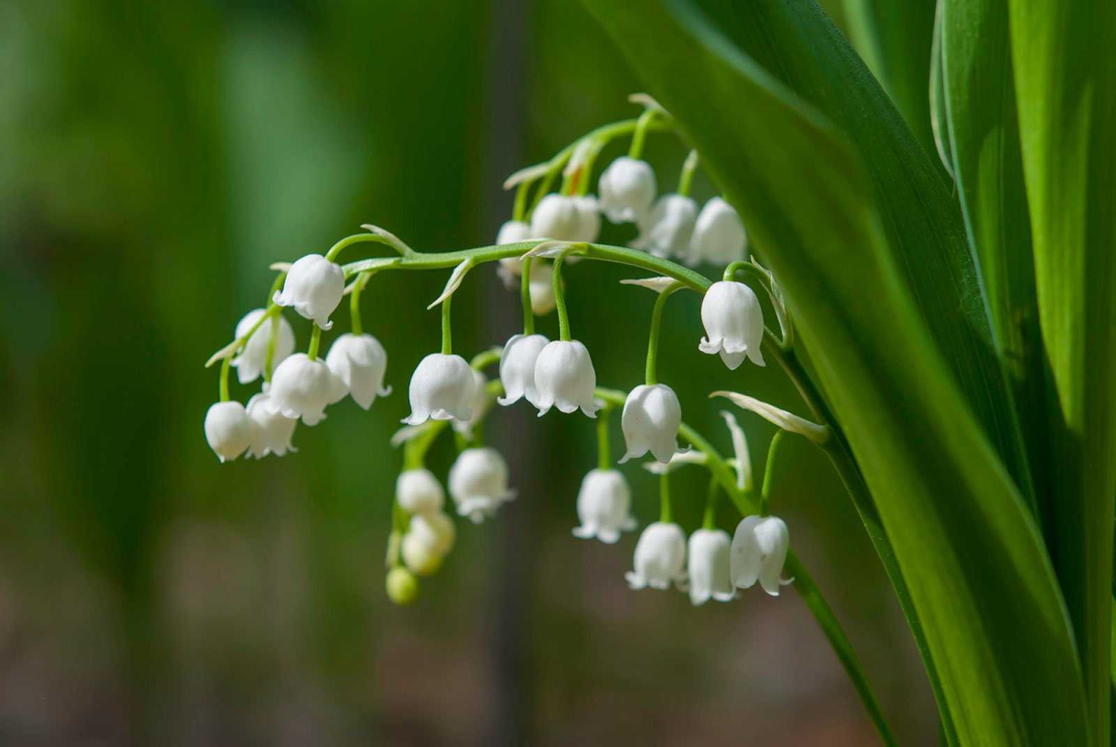 Lily of the valley