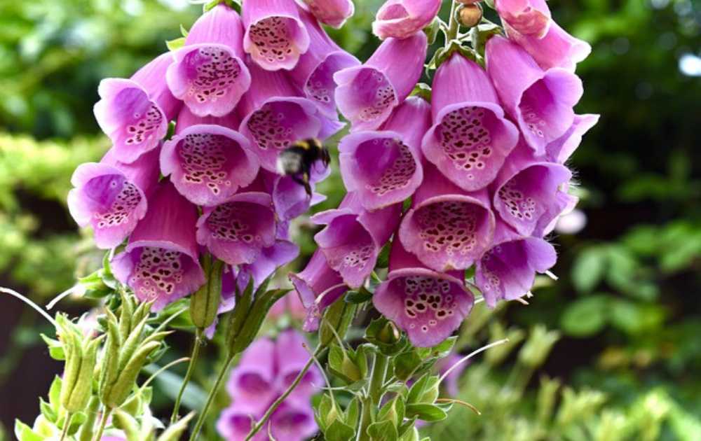 Digitalis