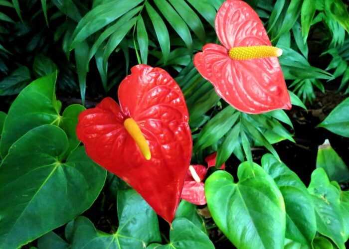 Anthurium