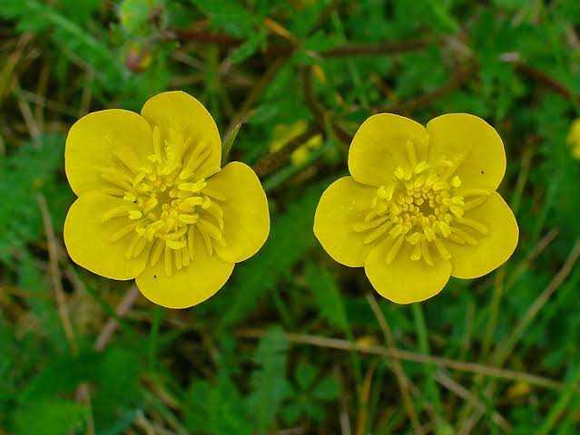 Ranunculus