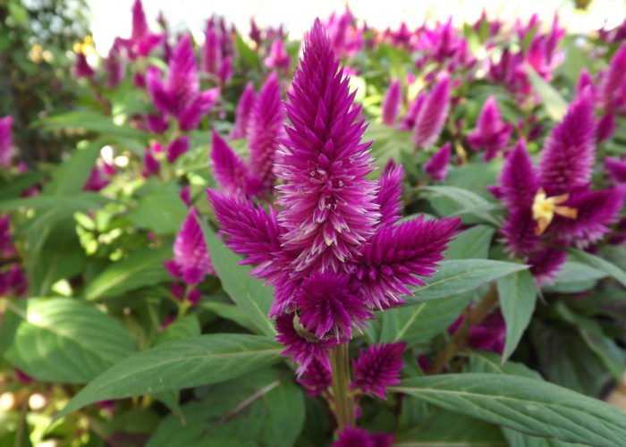 Celosia