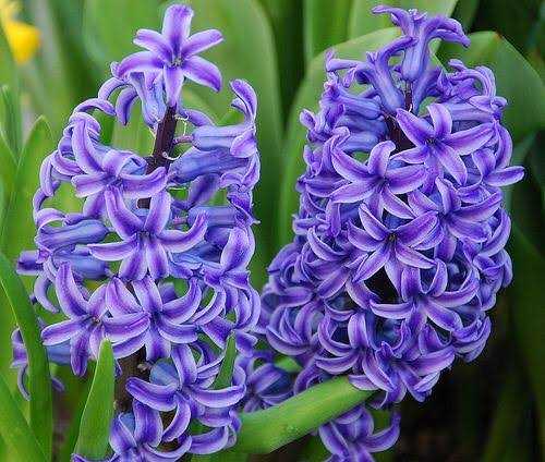 Hyacinth