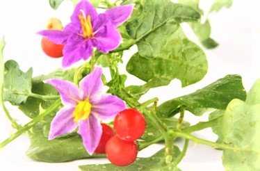 Thoodhuvalai Keerai (Solanum trilobatum)