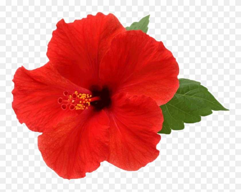 Hibiscus