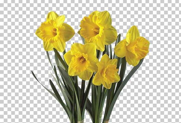 Narcissus (Daffodil)