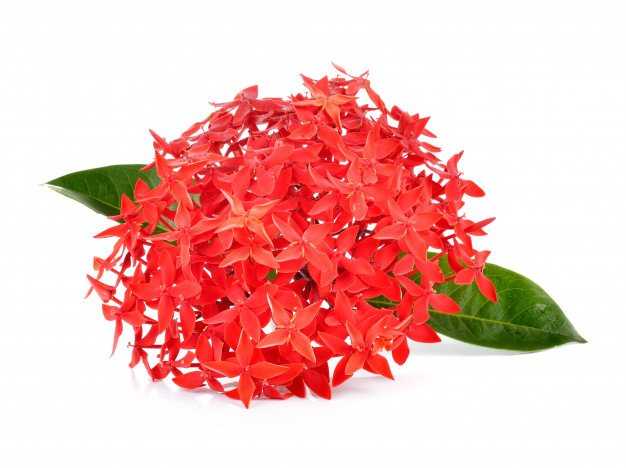 Ixora