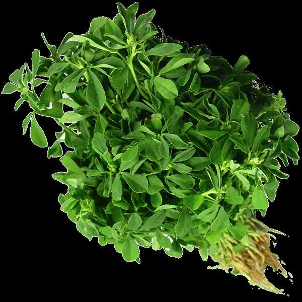 Fenugreek Leaves