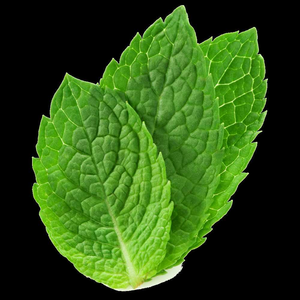 Mint (Mentha)