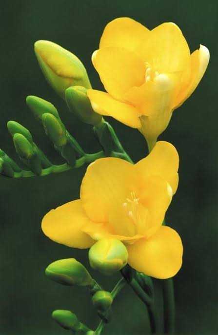 Freesia