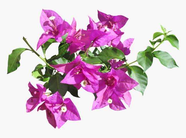 Bougainvillea