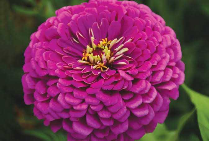 Zinnia