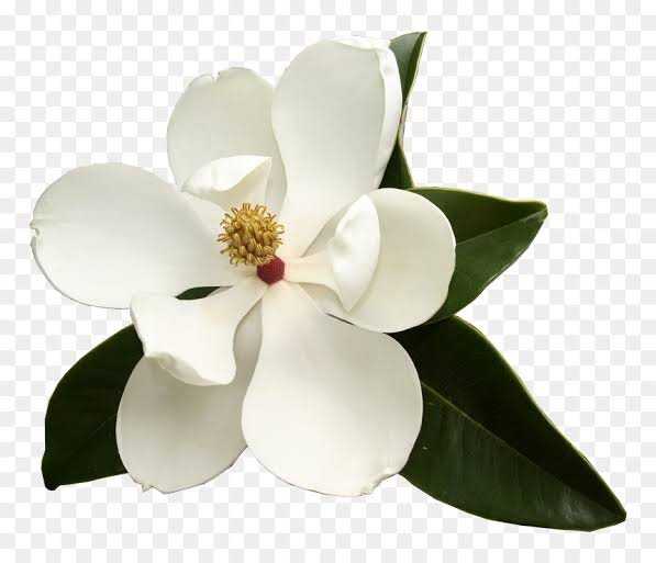 Magnolia