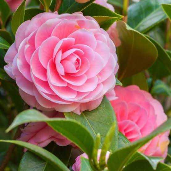 Camellia