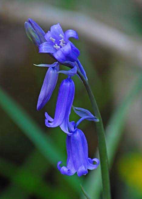 Bluebell