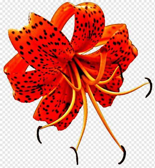 Tiger lily