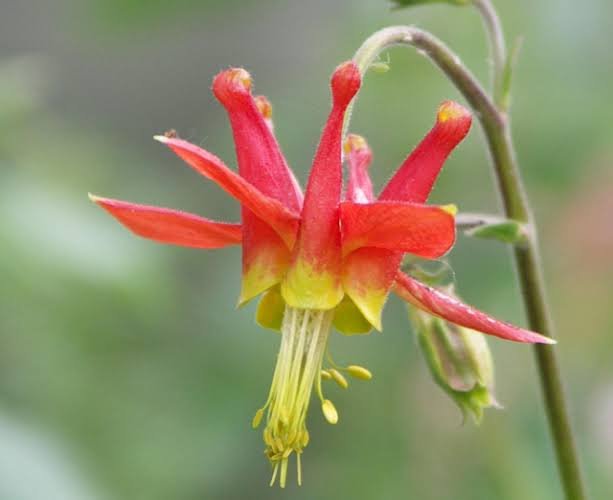 Aquilegia