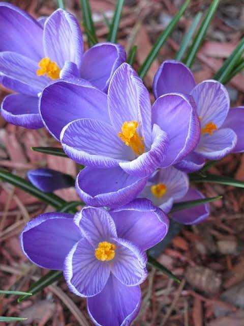 Crocus