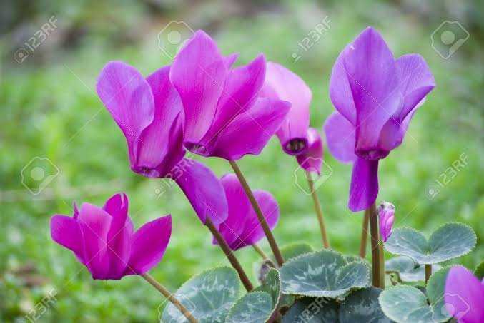 Cyclamen