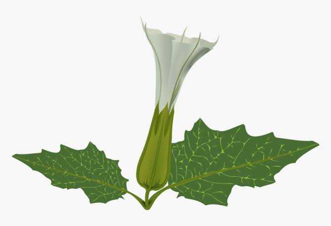 Datura