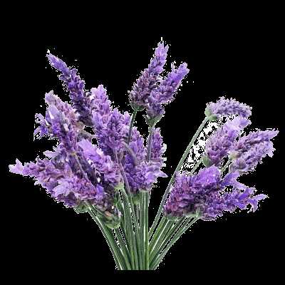 Lavander