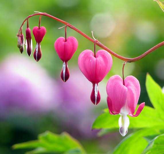 Bleeding heart