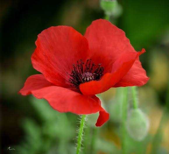 Poppy