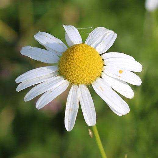 Feverfew Daisies