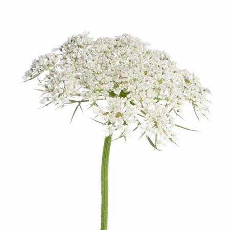 Queen Anne's lace