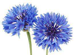 corn flower